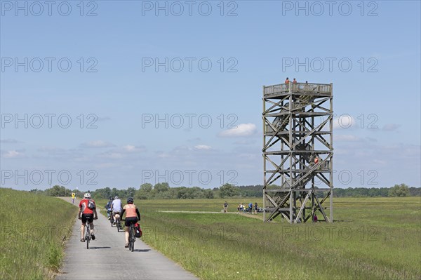 Cyclist, Elbe cycle path, Mahnkenwerder observation tower near Boizenburg, Mecklenburg-Western