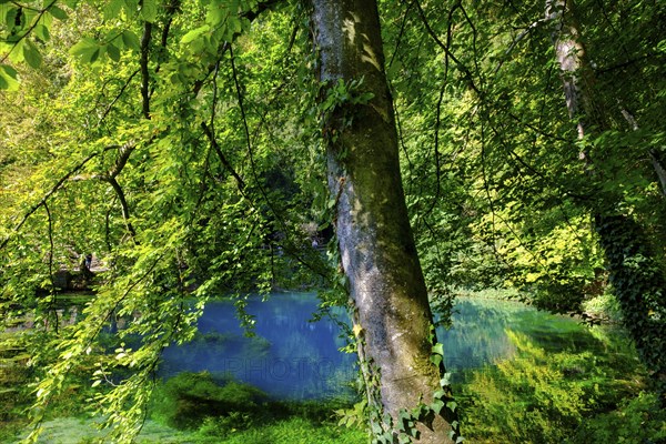 Blue spring, karst pot, Blautopf, Blaubeuren, Swabian Alb, Baden-Wuerttemberg, Germany, Europe