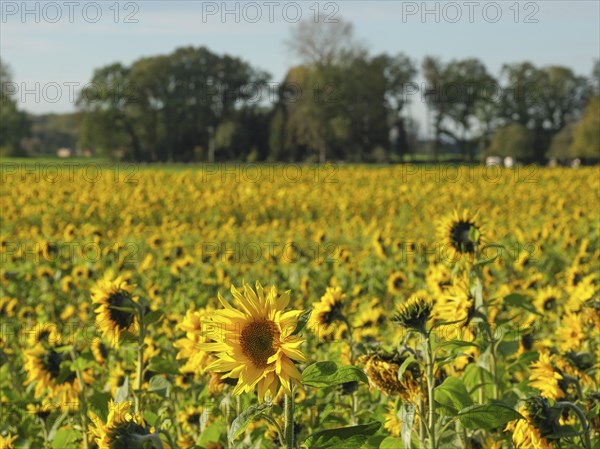Large field with sunflowers, single flowers in the foreground and trees in the background, blooming