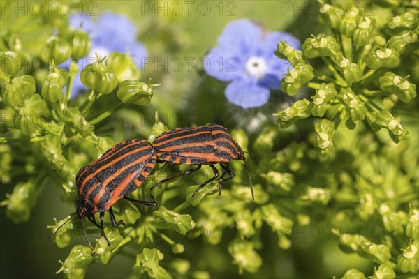 Italian striped bugs (Graphosoma lineatum), mating, Emsland, Lower Saxony, Germany, Europe