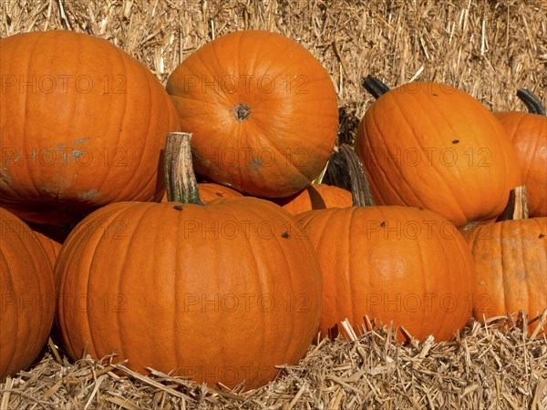Several large, orange pumpkins on a pile of straw in an autumnal atmosphere, many orange pumpkins