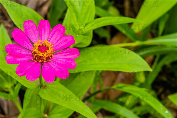 Closeup of flower with maroon petals and yellow center with green foliage in background in Thailand