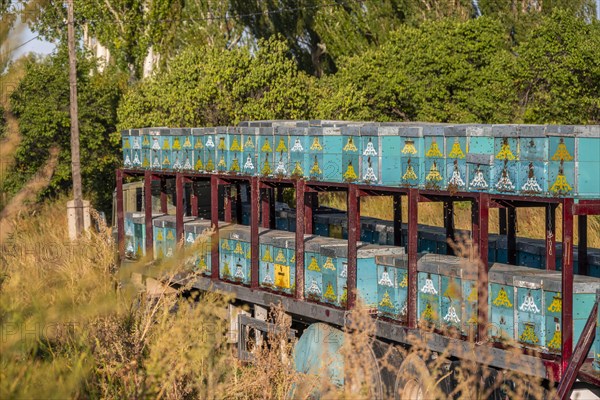 Colourfully painted beehives in a row, beekeeper, Kyrgyzstan, Asia