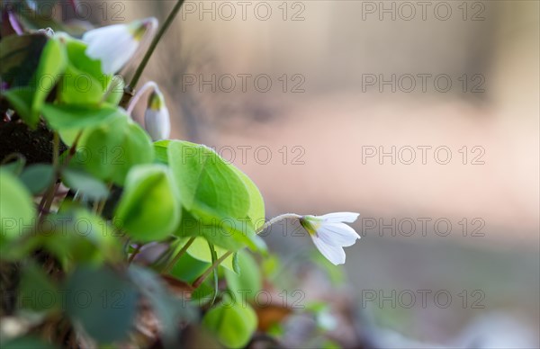 Flowering common wood sorrel (Oxalis acetosella), also known as wood sorrel, common wood sorrel or