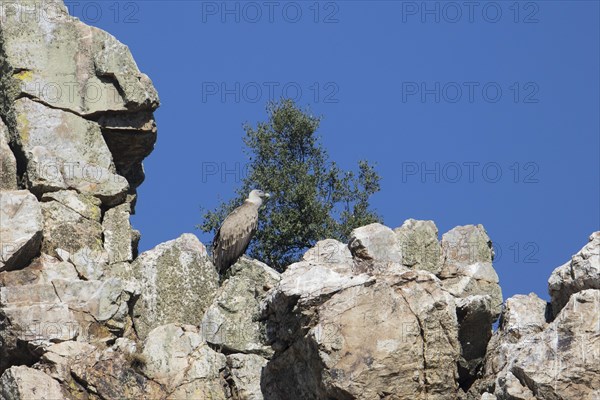 Griffon vulture (Gyps fulvus), Monfraguee National Park, Extremadura, Castilla La Mancha, Spain,