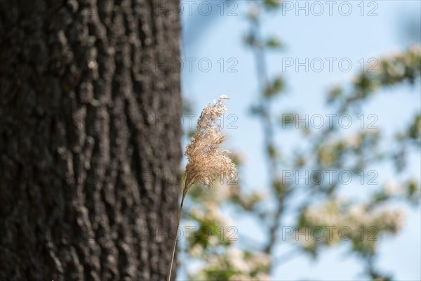Pampas grass, reeds, tree bark, Droemling Biosphere Reserve, Mannhausen, Saxony-Anhalt, Germany,