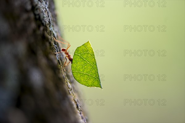 Leaf-cutter ant (Atta cephalotes) carrying a piece of leaf, rainforest, Tortuguero National Park,