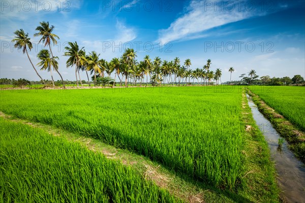 Rural Indian scene, rice paddy field and palms. Tamil Nadu, India, Asia