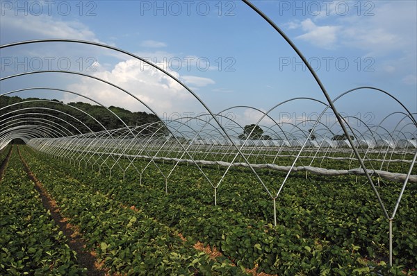 Strawberry plantations with tent poles, Chilcote, South Derbyshire, England, Great Britain