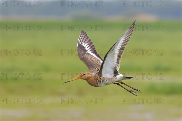 Black-tailed godwit (limosa limosa) in flight, snipe birds, Ochsenmoor, Duemmer See nature park