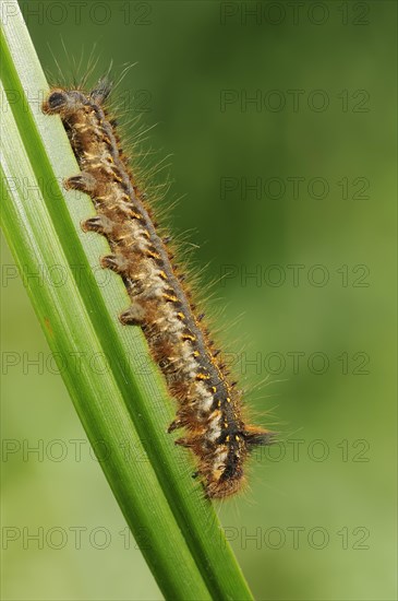 Drinker moth (Euthrix potatoria), caterpillar, North Rhine-Westphalia, Germany, Europe