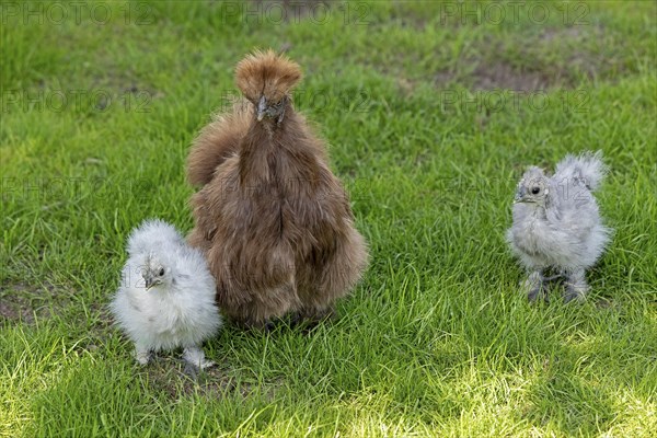 Silkie hen with chicks, Wittorf, Samtgemeinde Bardowick, Lower Saxony, Germany, Europe