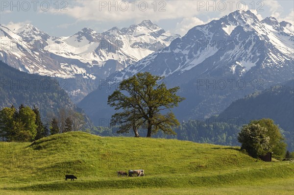 Group of trees with cattle in spring, snow-covered mountains of the Allgaeu Alps in the background,