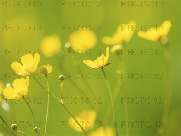 Meadow with tall buttercups (Ranunculus acris), buttercup, common buttercup, near Irdning, Ennstal,