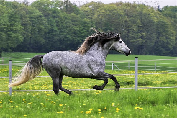 Andalusian, Andalusian horse, Spaniard