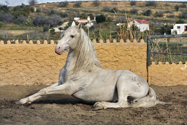 Andalusian, Andalusian horse, Antequera, Andalusia, Spain, Europe
