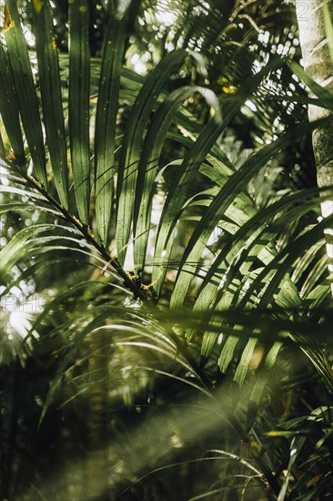 Leaves of a Rhopalostylis sapida palm tree taken at sunset in a park in Auckland, New Zealand,