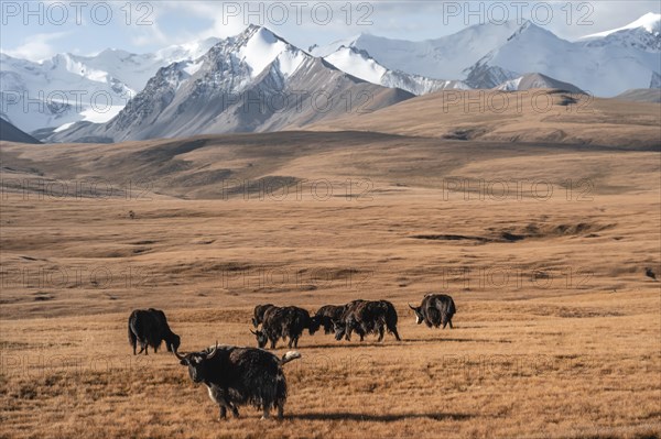 Glaciated and snow-covered mountains, yaks grazing on the plateau in autumnal mountain landscape