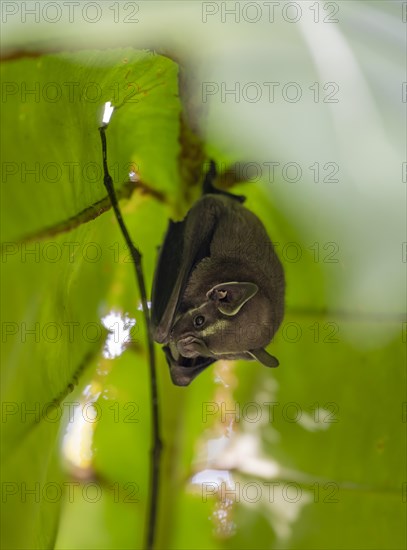 Tent-making bat (Uroderma bilobatum) hanging under a leaf, Tortuguero National Park, Costa Rica,