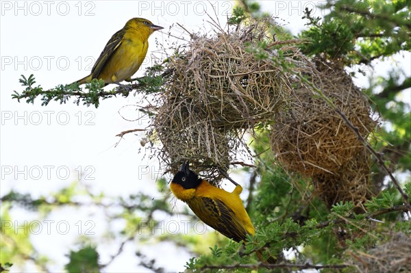 Speke's Weaver (ploceus spekei), male and female working on nest, Serengeti National Park,