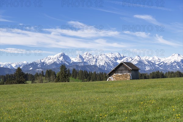 Wooden hut in a meadow near Fuessen, woodpile, Allgaeu Alps, snow, near Buching, Allgaeu, Bavaria,