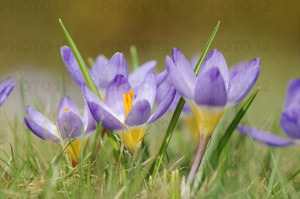 Sieber's crocus or Greek dwarf crocus (Crocus sieberi), North Rhine-Westphalia, Germany, Europe