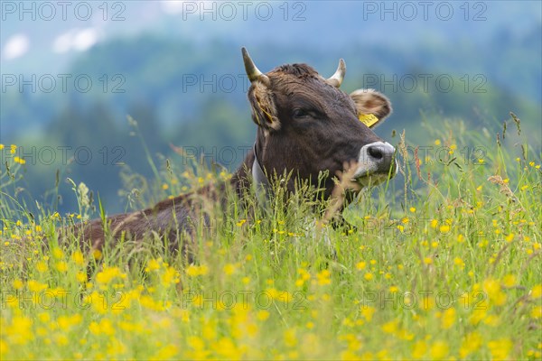 Allgaeu Brown Swiss, (Bos primigenius taurus), Allgaeu, Bavaria, Germany, Europe