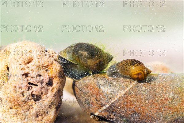 Mud snails (Lymnaeidae), 2 animals on stony water bottom, underwater photo in clear water, Germany,