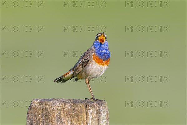 White-starred bluethroat (Luscinia svecica cyanecula), male, singing from a wooden fence post,