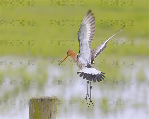 Black-tailed godwit (limosa limosa) approaching pasture fence, snipe birds, Ochsenmoor, Duemmer See