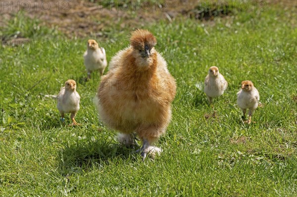 Silk hen with Wyandotte chick, hen, Wittorf, Samtgemeinde Bardowick, Lower Saxony, Germany, Europe