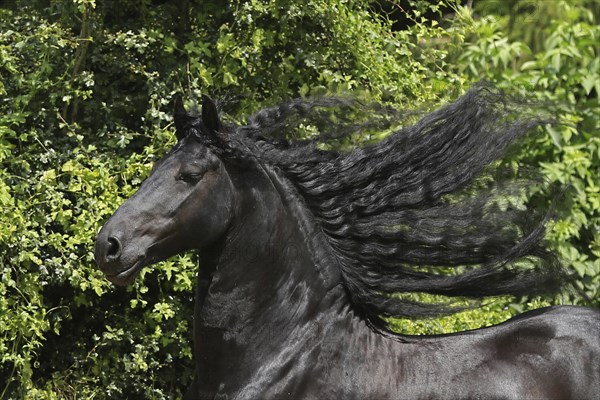 Friesian, Friesian horse, Mane