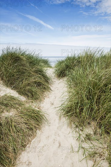 Marram grass (Ammophila arenaria) on dune and beach, Wadden Sea, Schillig, Wangerland, East Frisia,