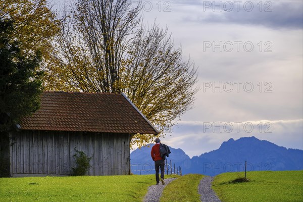 Hikers on the panoramic trail to the Egg viewpoint, near Steingaden, Upper Bavaria. Bavaria,