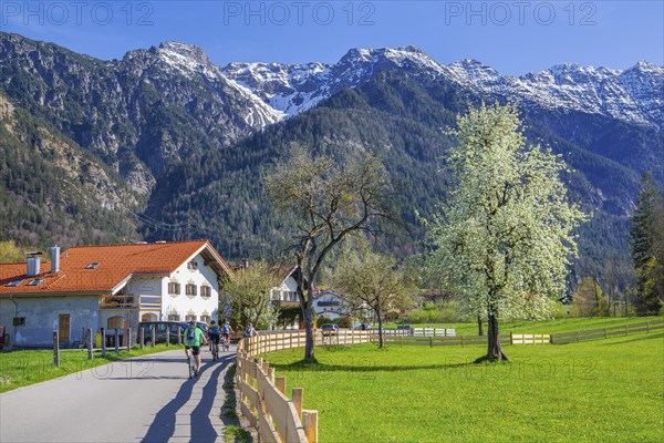 Village street and spring meadow with blossoming trees in front of Hohe Kisten 1922m in the