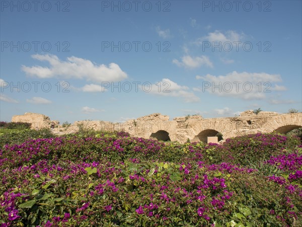 Purple flowering plants in a wide landscape with ruins and stone arches under a blue sky, Purple