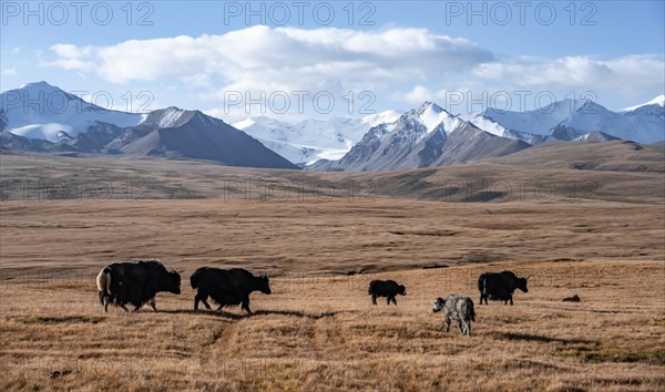 Glaciated and snow-covered mountains, herd of yaks grazing on the plateau in autumnal mountain