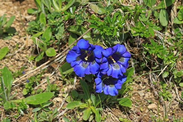 Clusius gentian, gentian