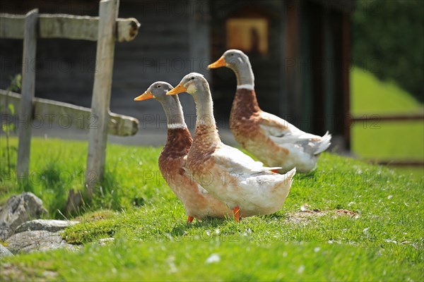 Domestic geese, mountain pasture, Austria, Europe