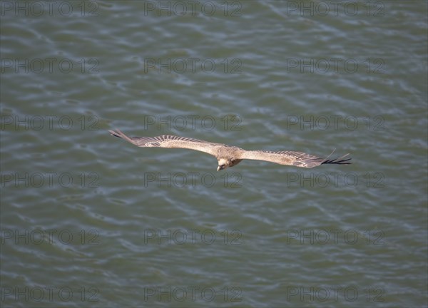 Griffon vulture (Gyps fulvus), Monfraguee National Park, Extremadura, Castilla La Mancha, Spain,