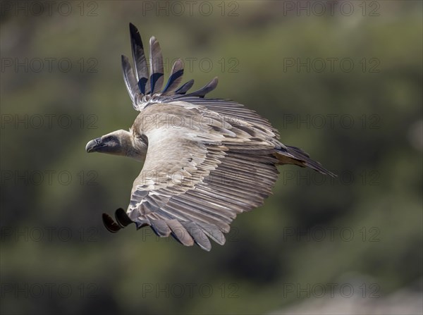 Griffon vulture (Gyps fulvus), Monfraguee National Park, Extremadura, Castilla La Mancha, Spain,