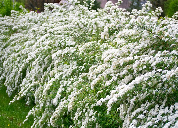 Hedgerow of the sweet pea, (Spiraea vanhouttein)
