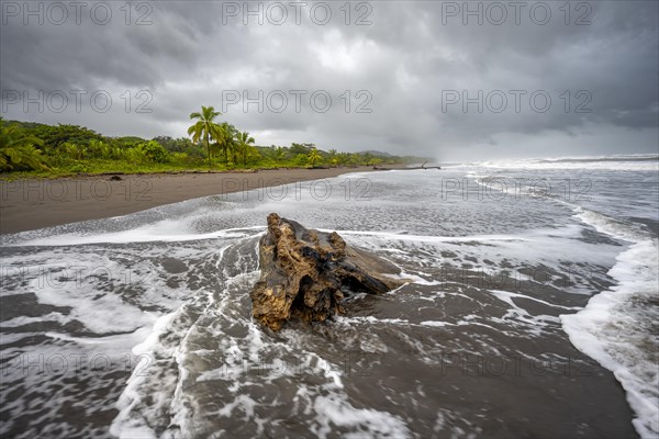 Root on the beach in the surf, rainforest and beach on the Caribbean coast, Tortuguero National