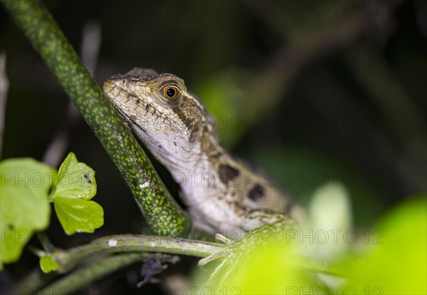 Common basilisk (Basiliscus basiliscus) juvenile, animal portrait, at night, Tortuguero National