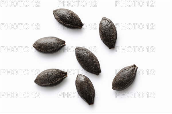 Prickly cucumber or hedgehog cucumber (Echinocystis lobata), seeds on white background