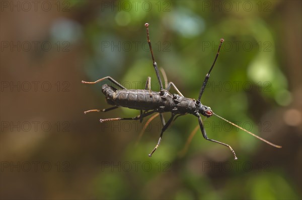 Velvet grasshopper (Peruphasma schultei) in the terrarium, Nuremberg Zoo, Nuremberg, Middle
