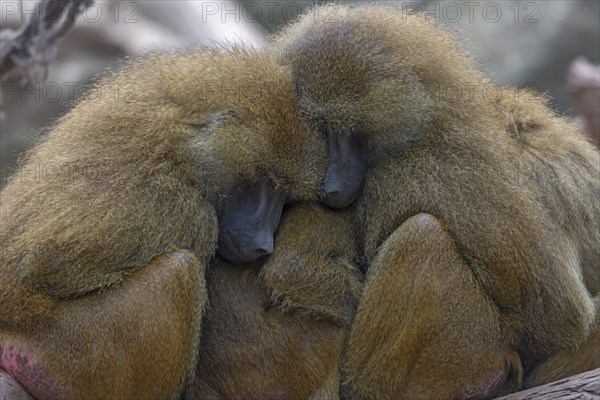 Guinea baboons, also known as sphinx baboons or guinea baboon (Papio papio), Nuremberg Zoo, Middle