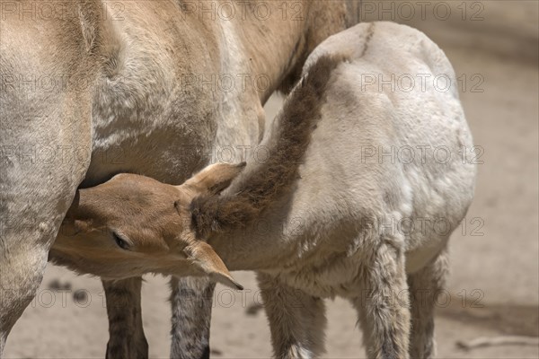 Young Przewalski's wild horse (Equus ferus przewalskii) suckling on its mother, Nuremberg Zoo,