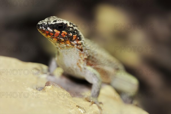 Colourful masked iguana (Leiocephalus personatus), male, captive, occurring in Haiti and the