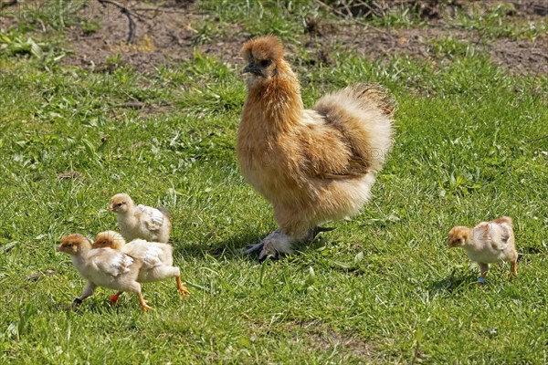 Silk hen with Wyandotte chick, hen, Wittorf, Samtgemeinde Bardowick, Lower Saxony, Germany, Europe